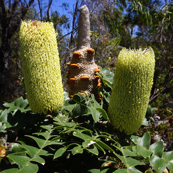 Australian Bush Banksia Aroma Set