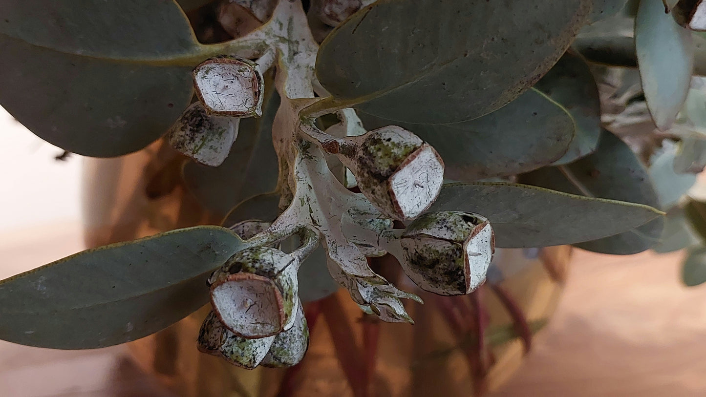 XL Australian Native Style Bouquet